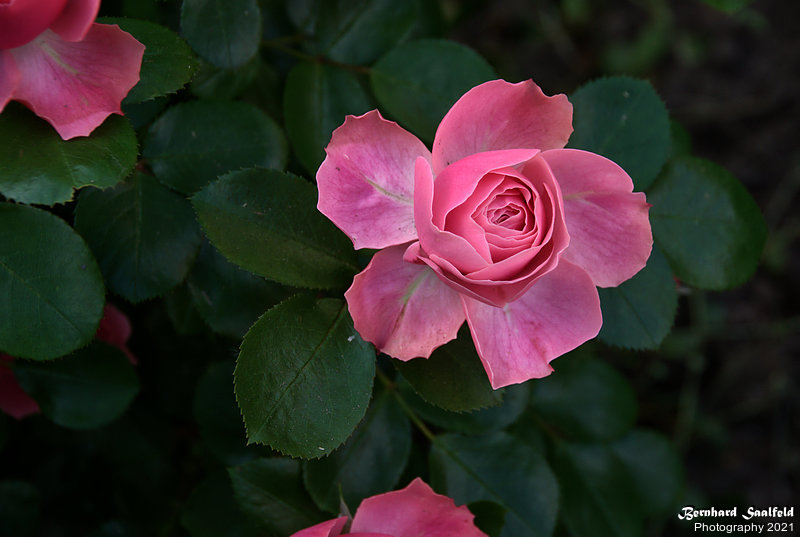 Bernhard Saalfeld - Gartenrose (7v9)